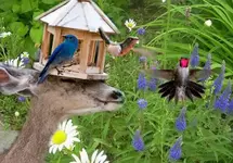 Blues.webp