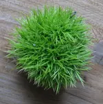 greenporcupine.webp