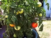 tomato.webp