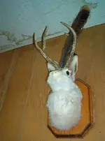 jack.webp