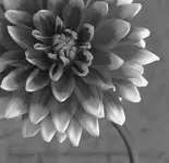 dahliabw copy.webp