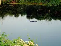 croc.webp