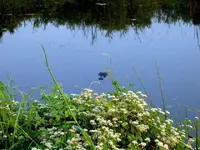 croc1.webp