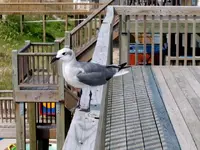 birdsea.webp