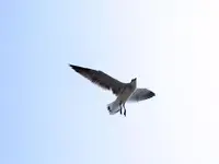 seabird.webp