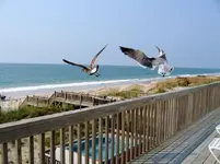 1seabirds.webp