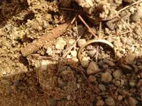 gold 5-4-14.webp