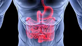 640_DigestiveSystem.webp