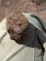 15.Dirt Shot Teardrop.webp
