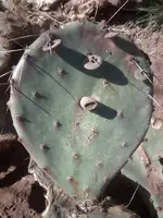 17.Cactus.webp