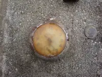 first finds 2014 002.webp