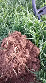 Ring1.webp