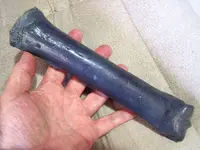 horse_equus_cannon.webp