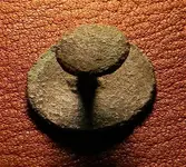button blue back.webp