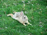 bunny.webp