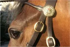 bridle rosette.webp