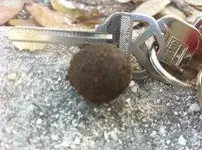 4.2.musketball.webp