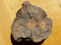RSCN7664.webp