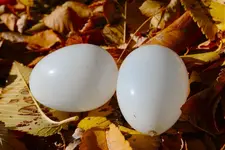 eggs.webp