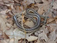 big garter snake.webp
