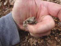 toad smaller (2).jpg