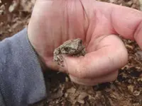 toad smaller (2).webp