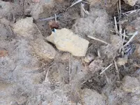 image-474166950.webp
