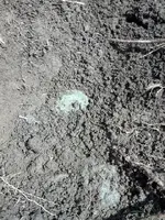 F.Dirt Shot1.webp