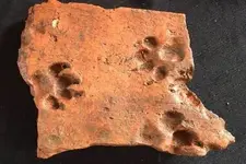 Dog-Blackfriars-Leicester.webp Dog-Blackfriars-Leicester.webp