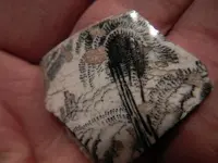 DSCN7430.webp