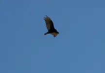 buzzard.webp