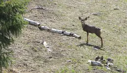 Deer.webp