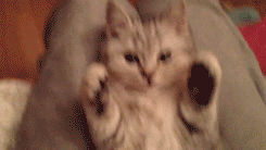 moldable.gif moldable.gif