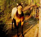 DSCN1634.webp