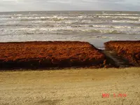 seaweed.webp