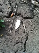 IMG_0094.webp IMG_0094.webp
