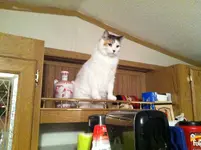 Missy.webp Missy.webp