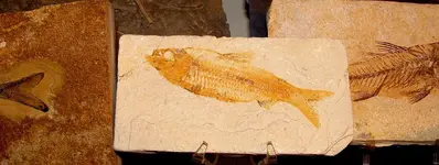 fish_knightia.webp