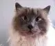 cross-eyed-cat0.webp