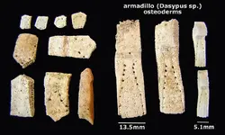 armadillo_osteoderms.webp
