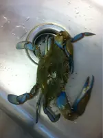 image-4150149300.webp