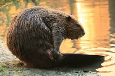 beaver live.jpg