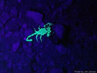 scorpion-glow.jpg