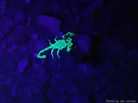 scorpion-glow.webp