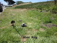4 silver dimes 1 silver ring 014.webp