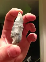 arrowhead-laceoleate base view.webp