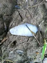 image-1179419292.webp