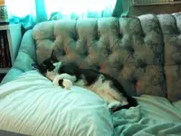 Snooze on couch small.webp