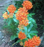 BUTTERFLYWEED2.webp