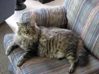 One fat cat.JPG